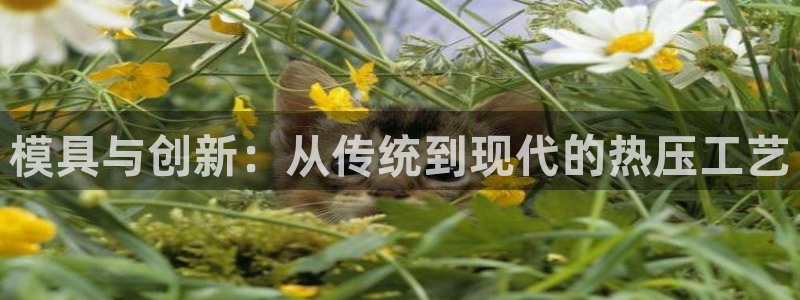 易倍网页版登录：模具与创新：从传统到现代的热压工艺