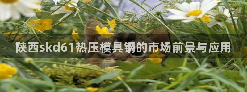 易倍达科技有限公司怎么样：陕西skd61热压模具钢的市场